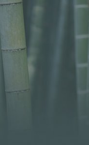 Bamboo |